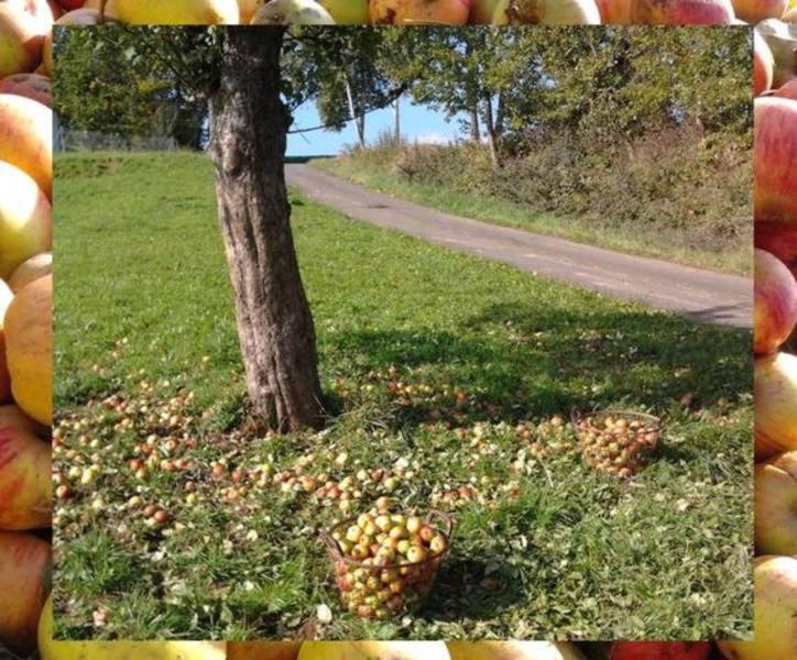 Ferienwohnungen Zeltnerhof Breitenbrunn  Bagian luar foto